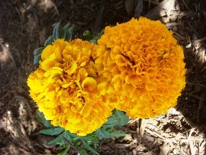 Tagetes erecta