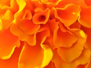 Tagetes, flakes