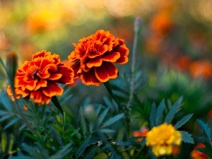 Tagetes, Flowers