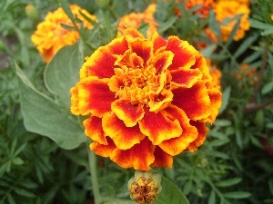 Tagetes patula, Tagetes patula