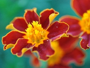 Tagetes, Tagetes