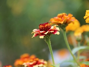 Yellow, Tagetes, red