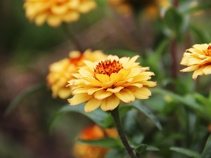 Tagetes, Yellow