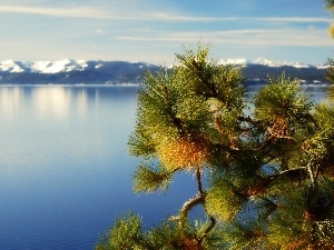 Tahoe, twig, lake, California, Mountains