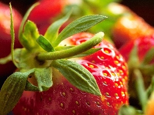 leaves, tail, Strawberry