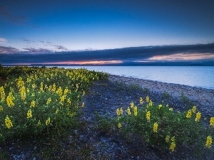 Yellow, Taupo, Flowers, New Zeland, lupine, lake