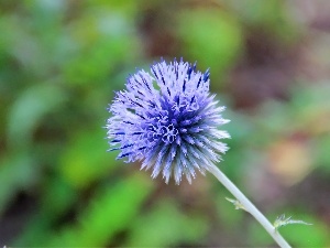 Echinops Ritro