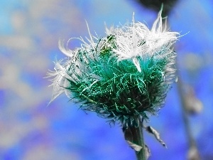 teasel, fading