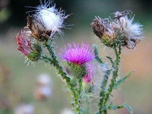 teasel, flourishing