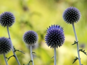 Echinops Ritro, Violet