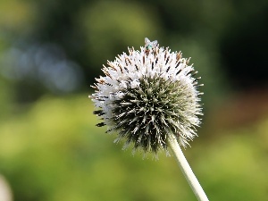 teasel, White