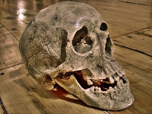 Teeth, floor, humanity, skull