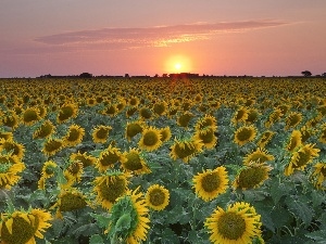 sunflowers, Teksas, Field