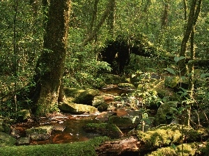 Thailand, forest