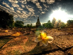 Thailand, Colourfull Flowers, Chiang Mai Province