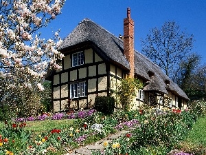 thatch, house