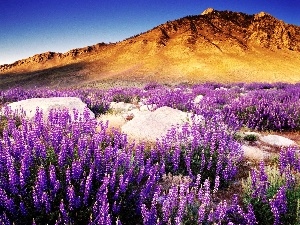 flower, The Hills, boulders, west, lupine, sun