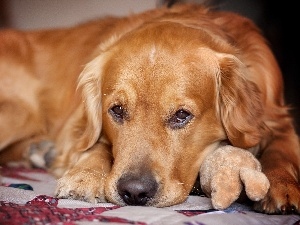 The look, mascot, golden, retriever