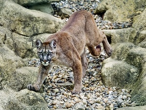 The look, rocks, cougar