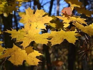 The clear, maple, Yellow, Sky, Leaf