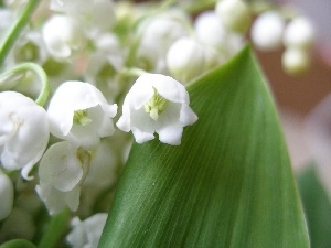 The May, lily of the Valley