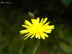 sow-thistle, wasp