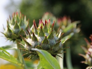 Thistles, Buds