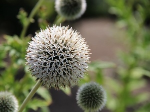 Colourfull Flowers, Echinops, White