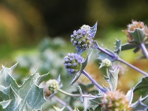 Thistles, purple