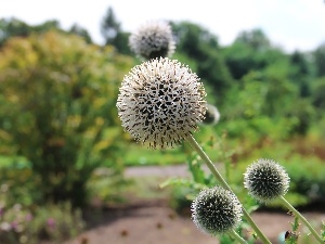 Thistles, White