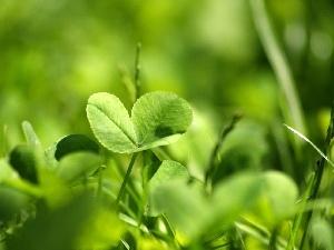 trefoil, three Leaf