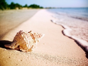 Beaches, Tides, shell