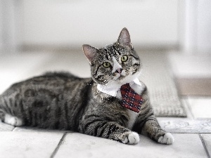 Tie, cat