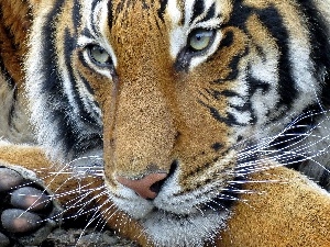 tiger