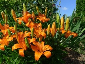 tiger Lilies, flowerbed, Flowers