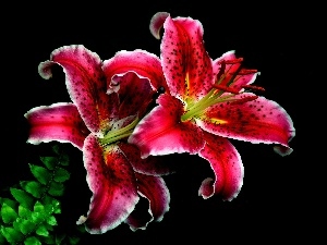 Tiger lily