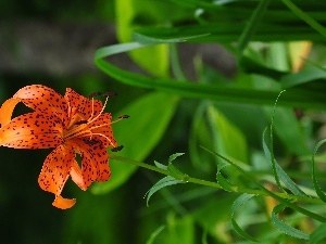 Tiger lily