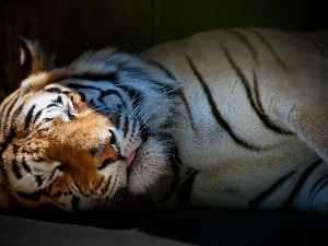 tiger, sleepy