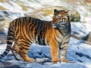 tiger, snow