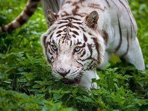 tiger, snowy