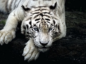 tiger, White
