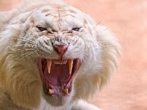 White, tiger, enraged