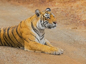 tiger