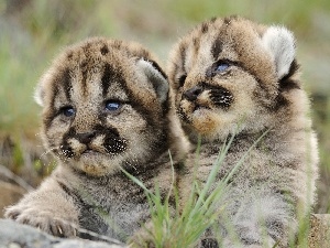 Kittens, Puma, young