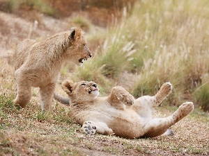 tigers, play, Two cars