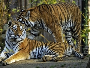 cats, tigress, wild