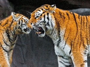 tigress, rocks, Two cars