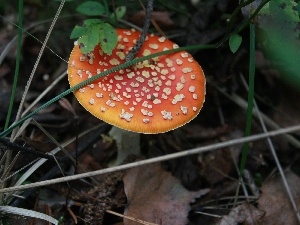 Mushrooms, toadstool, autumn