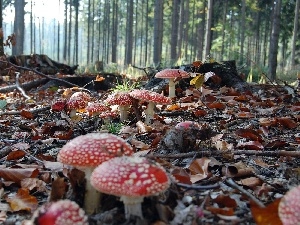 fleece, toadstools, forest