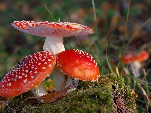 Red, toadstools, Three